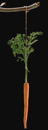 Carrot Banner